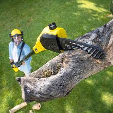 Why Choose Our Tree Removal Services in Lowell, IN?