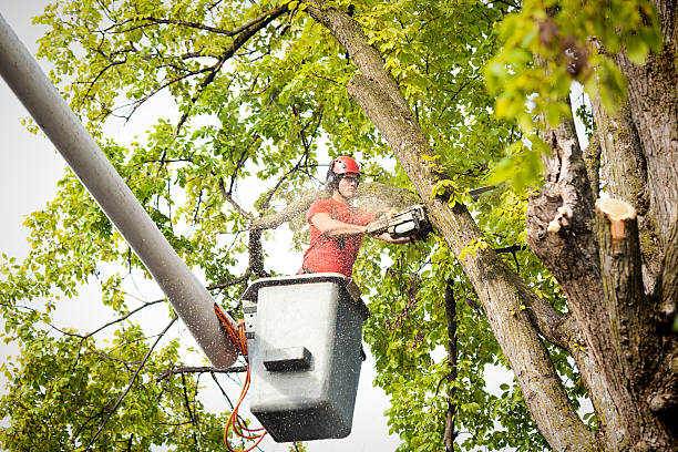 Trusted Lowell, IN Tree Services Experts